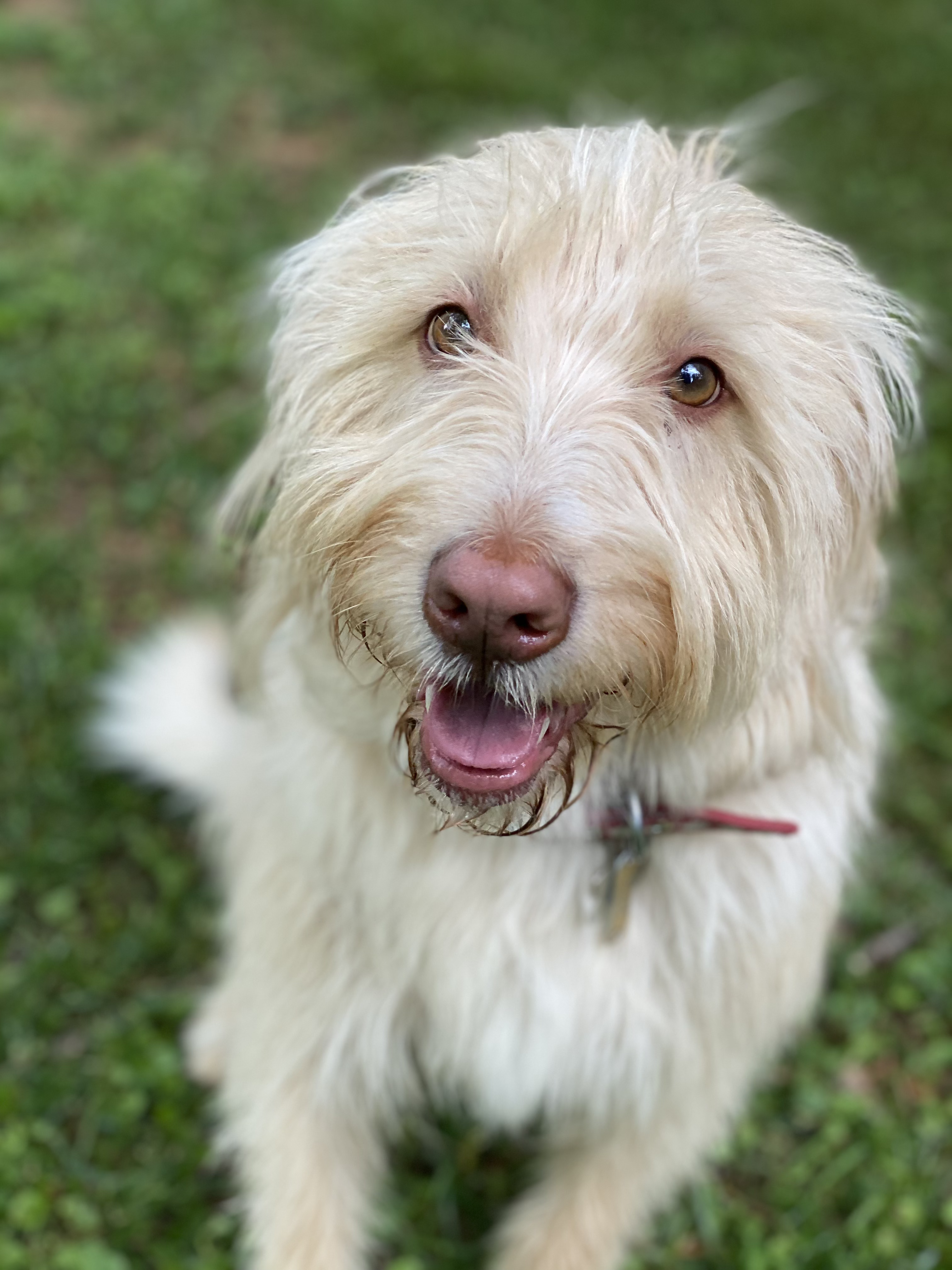 Oliver